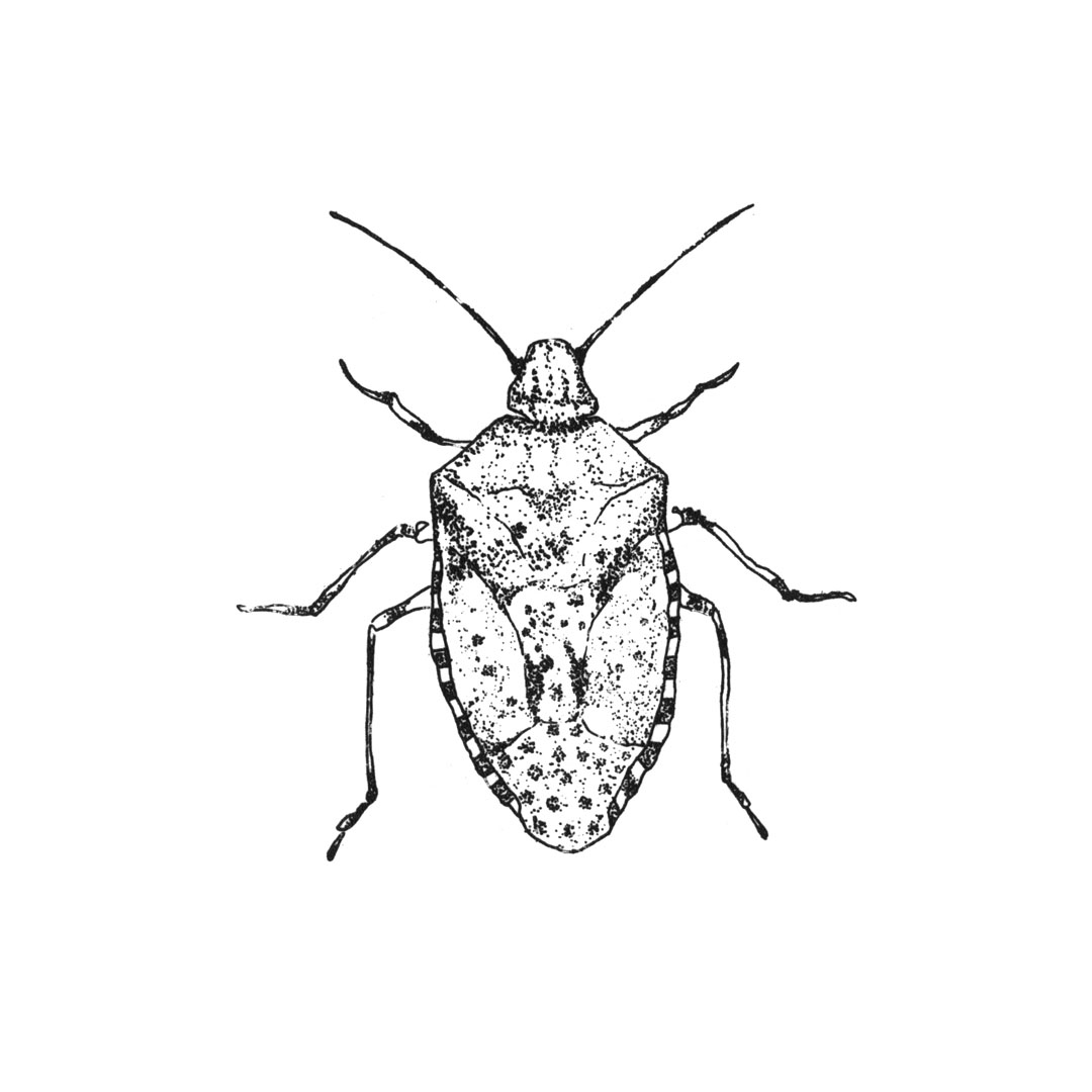 7INSECTES2019 (4)